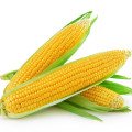 для Кукурудзи