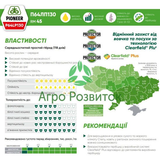 Соняшник Піонер 130 (P64LP130) – середньостиглий Clearfield Plus гібрид із високою посухостійкістю