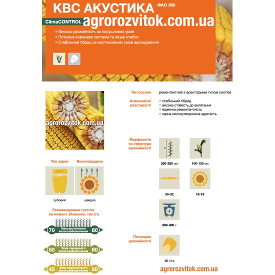 Насіння кукурудзи КВС Акустика – ФАО 350 – зубовий – швидка вологовіддача – потенціал 15 т/га