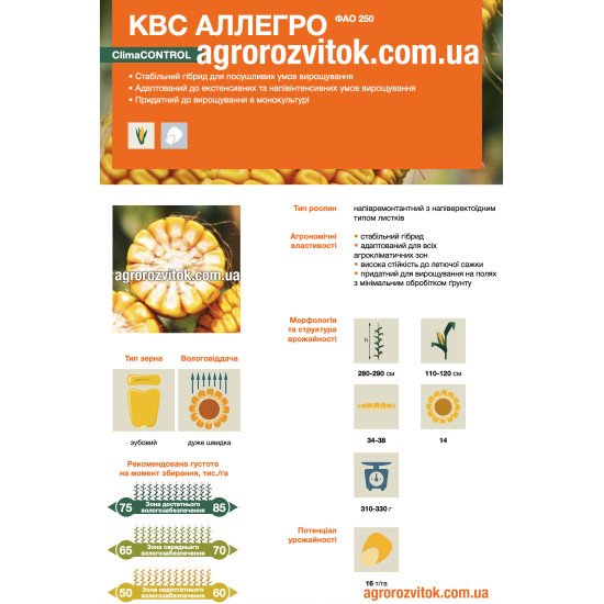 Насіння кукурудзи КВС Аллегро – ФАО 250 – зубовий – дуже швидка вологовіддача – потенціал 16 т/га