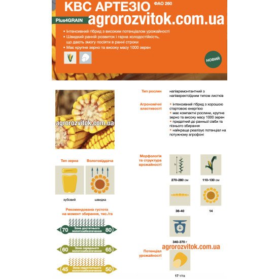 Насіння кукурудзи КВС Артезіо – ФАО 260 – зубовий – швидка вологовіддача – потенціал 17 т/га