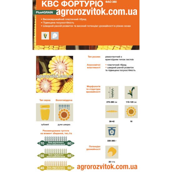 Насіння кукурудзи КВС Фортуріо – ФАО 360 – зубовий – дуже швидка вологовіддача – потенціал 20 т/га