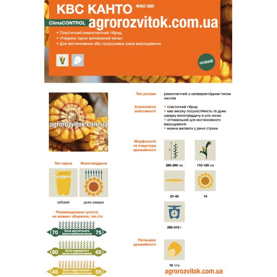 Насіння кукурудзи КВС Канто – ФАО 280 – зубовий – дуже швидка вологовіддача – потенціал 16 т/га