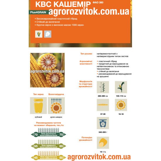 Насіння кукурудзи КВС Кашемір – ФАО 380 – зубовий – дуже швидка вологовіддача – потенціал 19 т/га