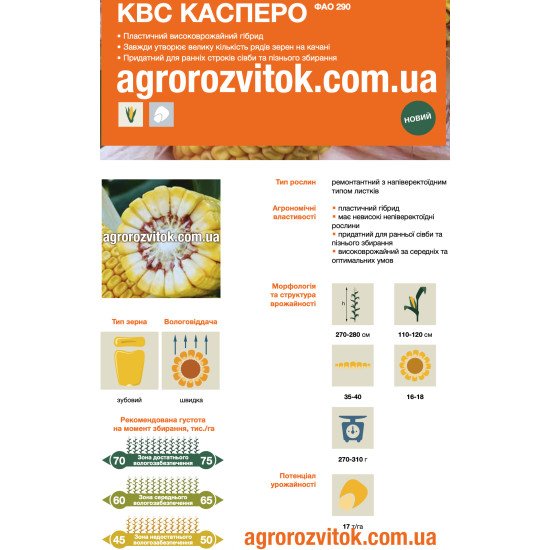 Насіння кукурудзи КВС Касперо – ФАО 290 – зубовий – швидка вологовіддача – потенціал 17 т/га
