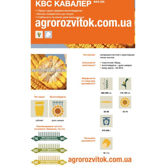 Насіння кукурудзи КВС Кавалер – ФАО 250 – зубовий – дуже швидка вологовіддача – потенціал 16 т/га