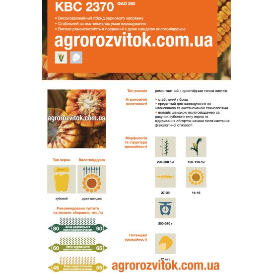 Насіння кукурудзи КВС 2370 – ФАО 280 – зубовий – дуже швидка вологовіддача – потенціал 17 т/га