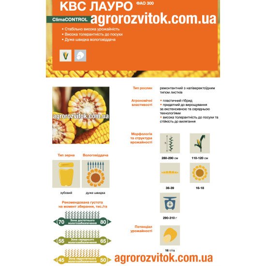 Насіння кукурудзи КВС Лауро – ФАО 300 – зубовий – дуже швидка вологовіддача – потенціал 16 т/га