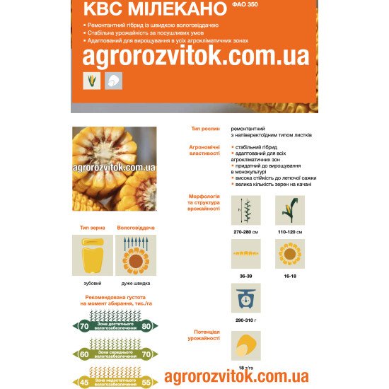Насіння кукурудзи КВС Мілекано – ФАО 350 – зубовий – дуже швидка вологовіддача – потенціал 18 т/га
