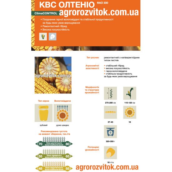 Насіння кукурудзи КВС Олтеніо – ФАО 330 – зубовий – дуже швидка вологовіддача – потенціал 18 т/га