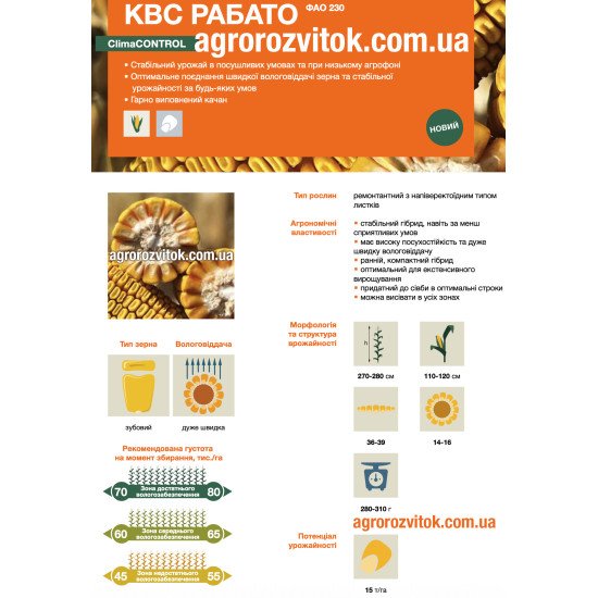 Насіння кукурудзи КВС Рабато – ФАО 230 – зубовий – дуже швидка вологовіддача – потенціал 15 т/га