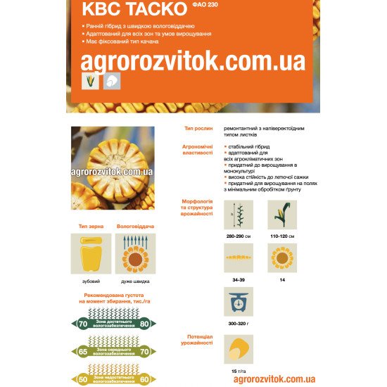 Насіння кукурудзи КВС Таско – ФАО 230 – зубовий – дуже швидка вологовіддача – потенціал 15 т/га