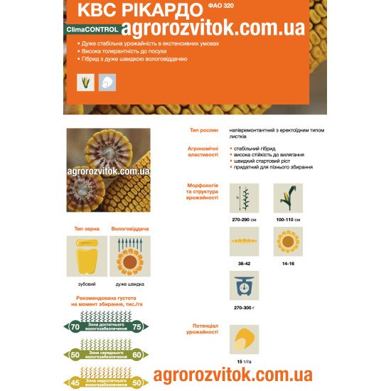 Насіння кукурудзи КВС Рікардо – ФАО 320 – зубовий – дуже швидка вологовіддача – потенціал 15 т/га