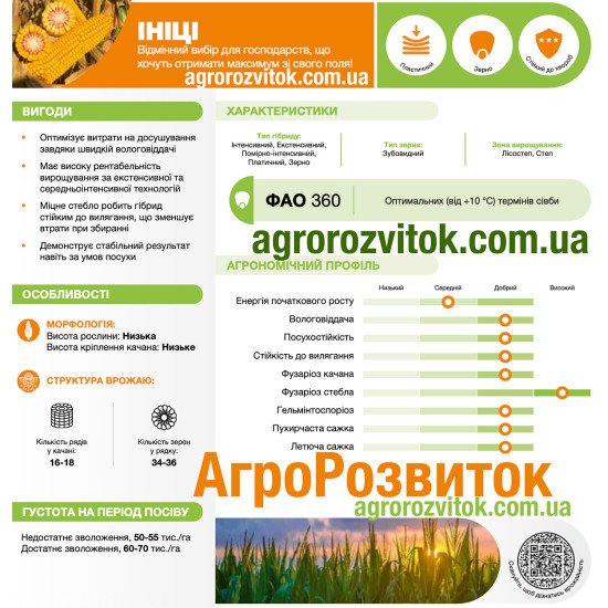Кукурудза Ініці Лідеа - високопродуктивний Tropical Dent® для зрошення (ФАО 370)