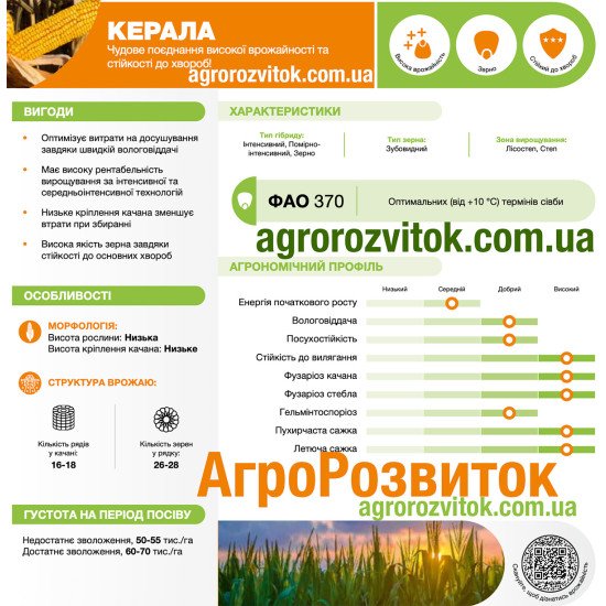 Кукурудза Керала Лідеа - рекордсмен на зрошенні (ФАО 380)