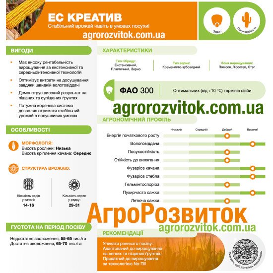 Кукурудза ЕС Креатив Лідеа - посухостійкий еталон стабільності (ФАО 300)