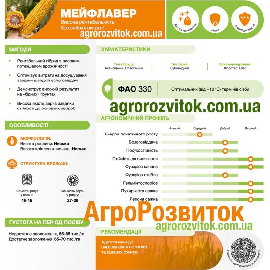 Кукурудза Мейфлавер Лідеа - силосний рекордсмен з ефектом Stay Green (ФАО 340)