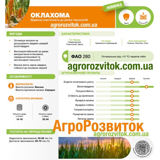 Кукурудза Оклахома Лідеа - стабільна новинка з генетикою Tropical Dent (ФАО 260)