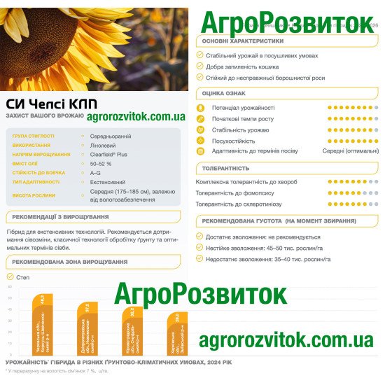 Челсі Сингента – середньоранній Clearfield® Plus, 50–52% олії, стійкий до вовчка A–G і несправжньої борошнистої роси