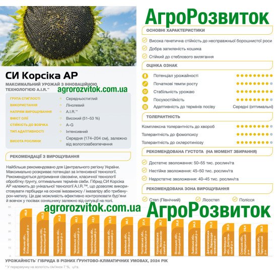 Корсіка Сингента – середньостиглий A.I.R.™ гібрид, 51–53% олії, стійкий до вовчка A–G і вилягання