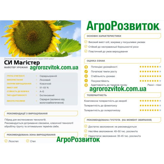 Магістер Сингента – середньоранній класичний гібрид, 51–53% олії, стійкий до вовчка A–G