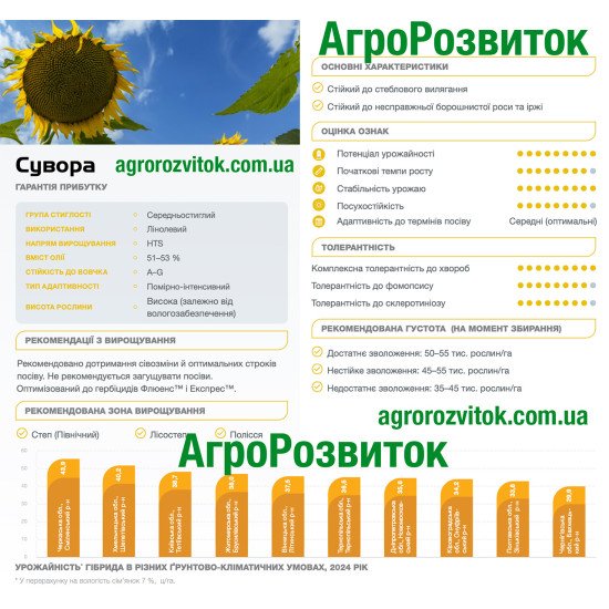 Сувора Сингента – середньостиглий HTS-гібрид, 51–53% олії, стійкий до вовчка A–G і вилягання
