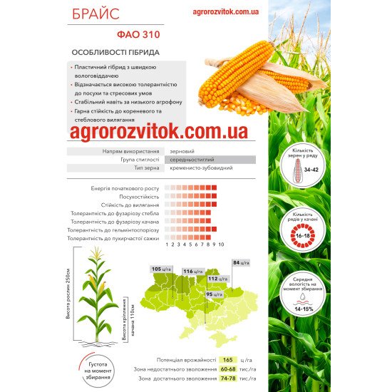 Кукурудза Брайс Арт-Агро – зерновий гібрид ФАО 310