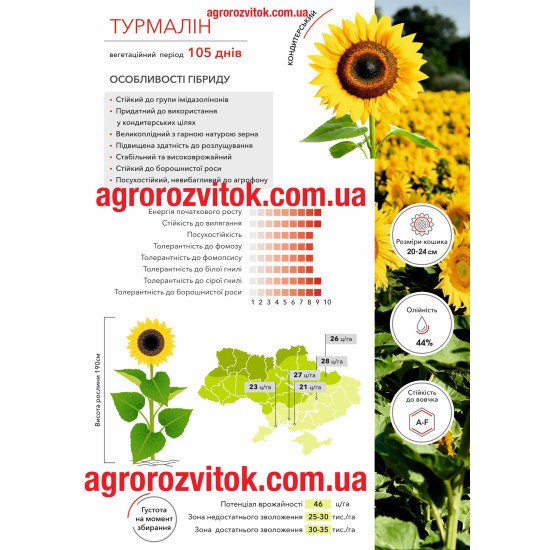 Соняшник Турмалін Арт-Агро - великоплідний кондитерський гібрид під Євролайтнінг
