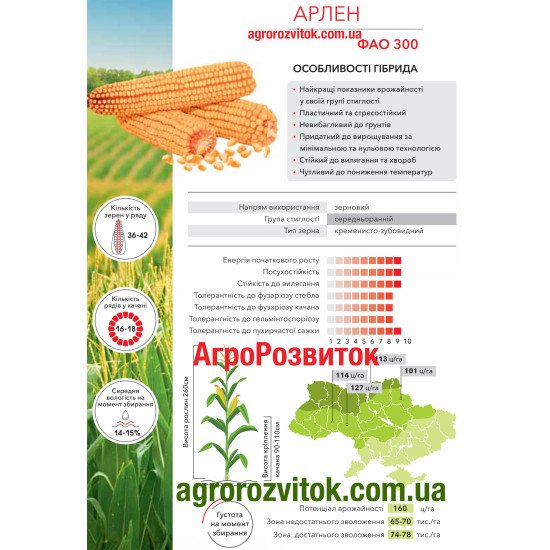 Кукурудза Арлен Арт-Агро - лідер врожайності та пластичності (ФАО 300)