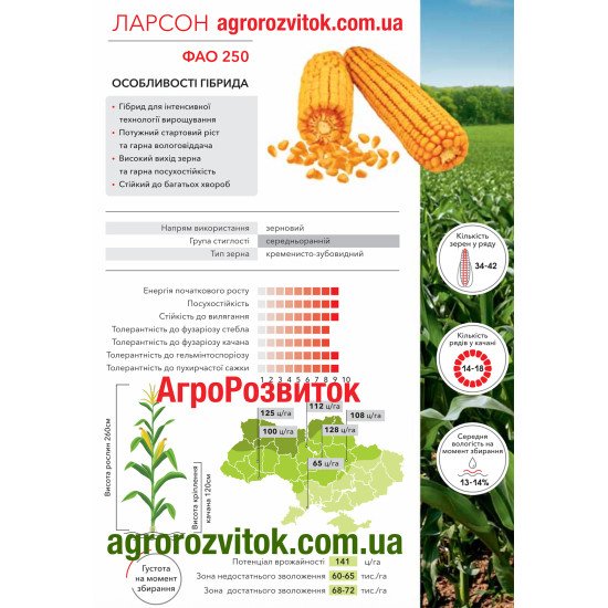Кукурудза Ларсон Арт-Агро - інтенсивна технологія та високий вихід зерна (ФАО 250)
