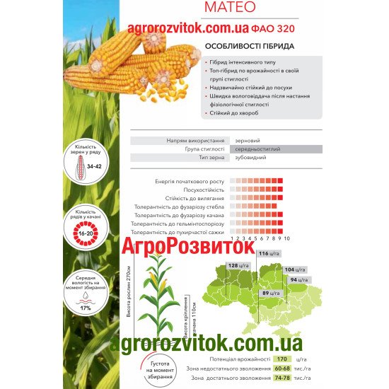 Кукурудза Матео Арт-Агро - рекордсмен врожайності у своїй групі (ФАО 320)