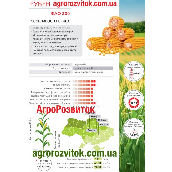 Кукурудза Рубен Арт-Агро - максимальна посухостійкість та врожайність (ФАО 300)