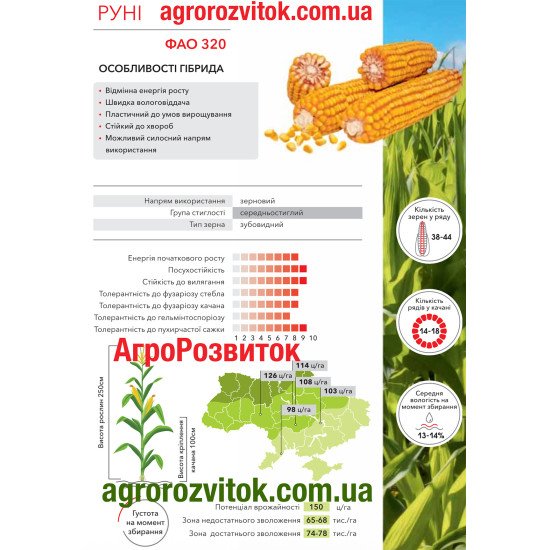 Кукурудза Руні Арт-Агро - пластичність та універсальність використання (ФАО 320)