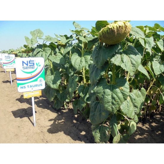 Соняшник Таурус — насіння (Clearfield®, NS SEME)