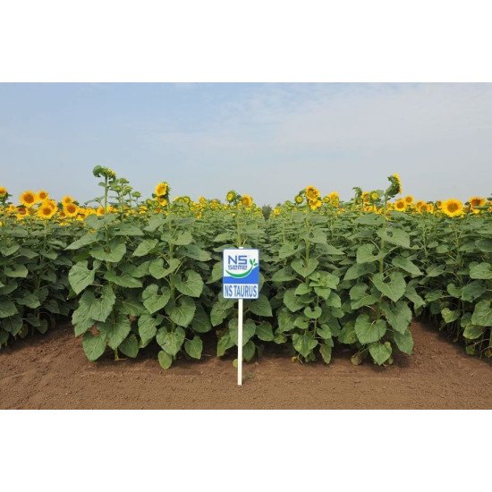 Соняшник Таурус — насіння (Clearfield®, NS SEME)