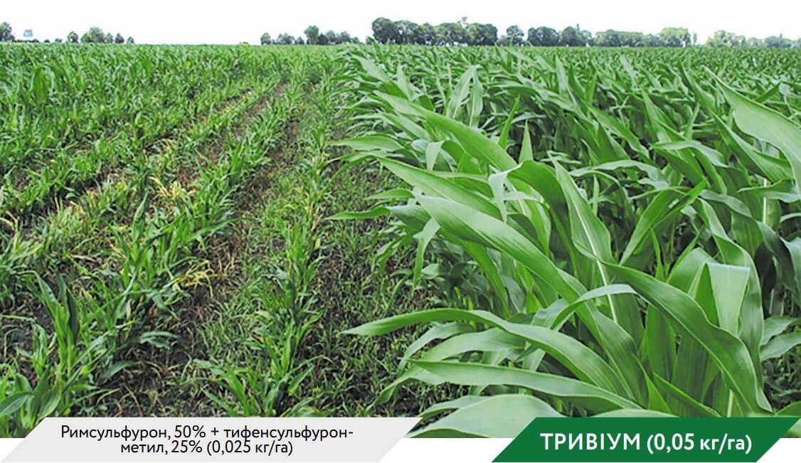Дія гербіциду Тривіум по Кукурудзі
