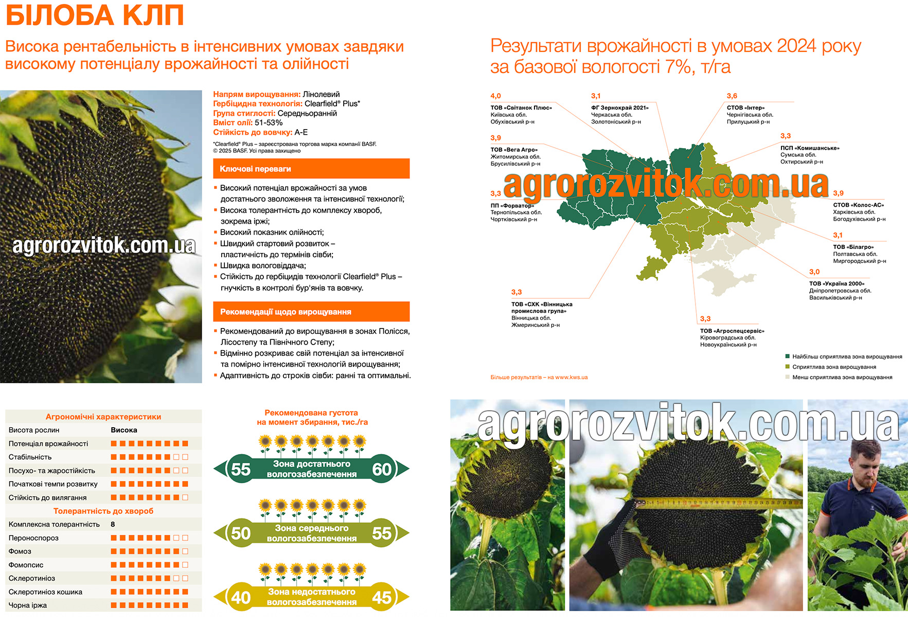 Соняшник Білоба КЛП КВС