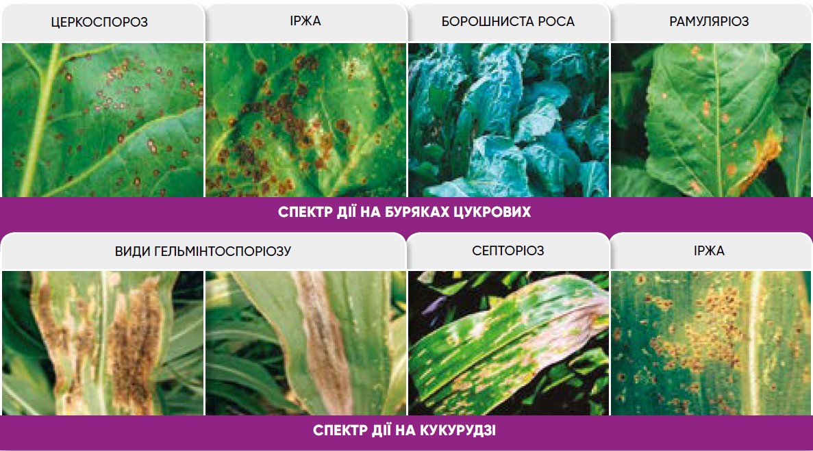 Аканто Плюс спектр дії