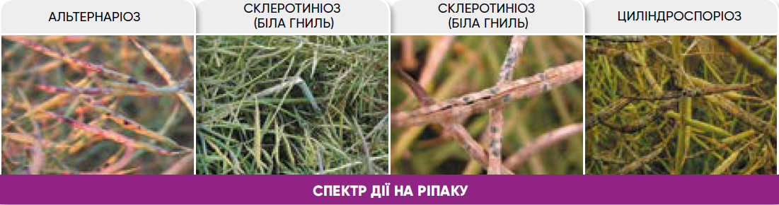Аканто Плюс спектр дії на ріпаку