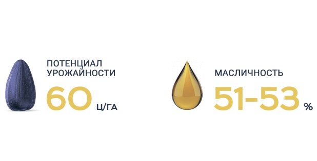Семена подсолнечника Аркона Сумо Євросем - Урожайность и Масличность