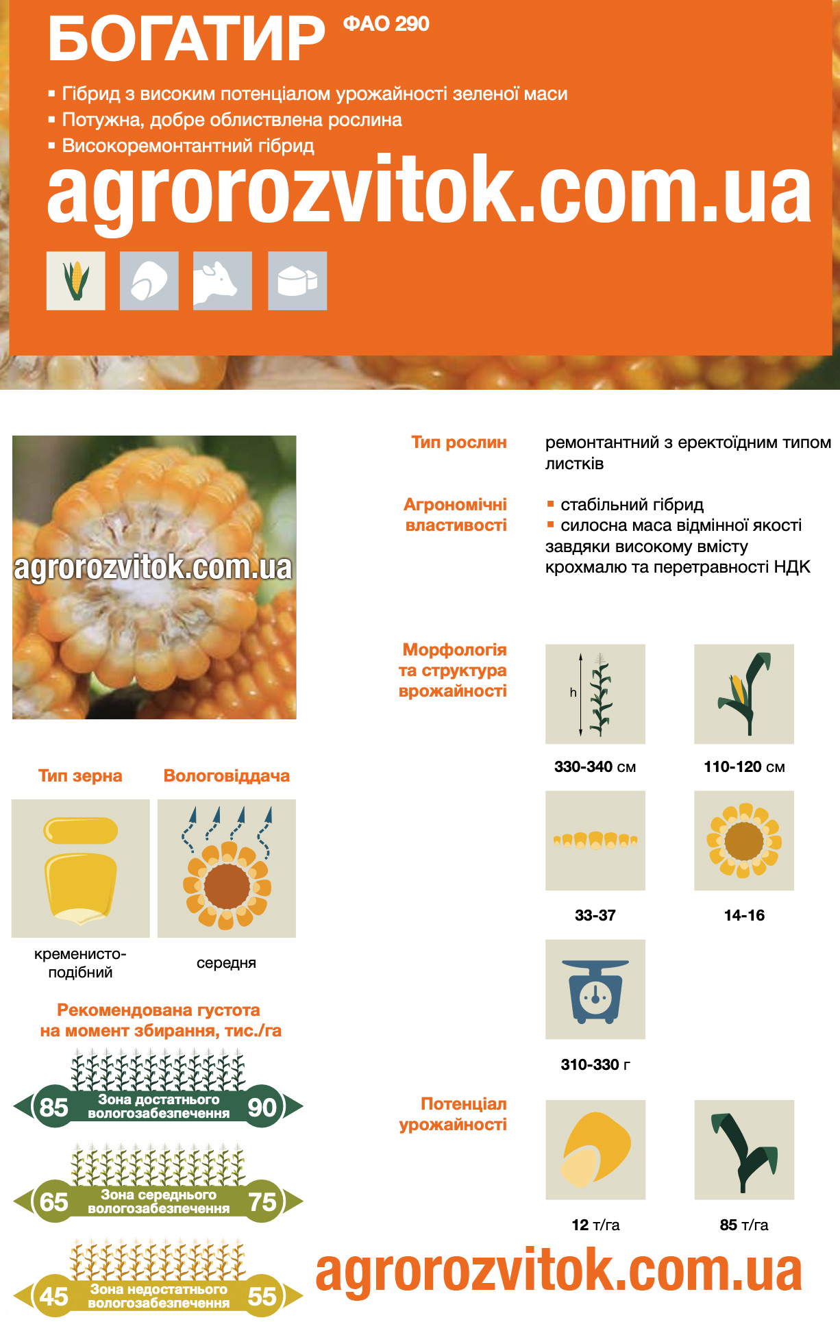 Кукурудза Богатир КВС Кукурудза Богатир КВС