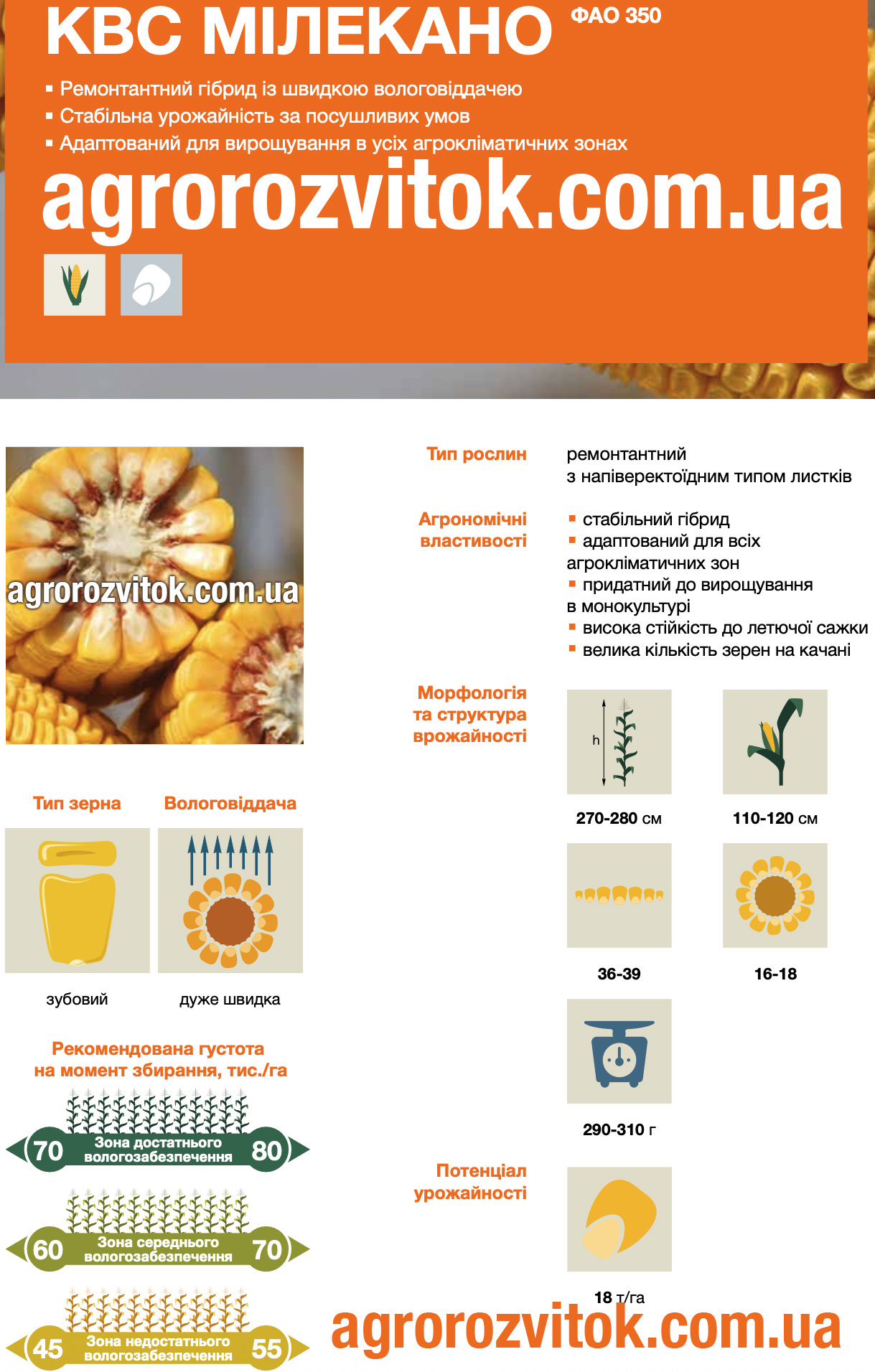 Кукурудза КВС Мілекано