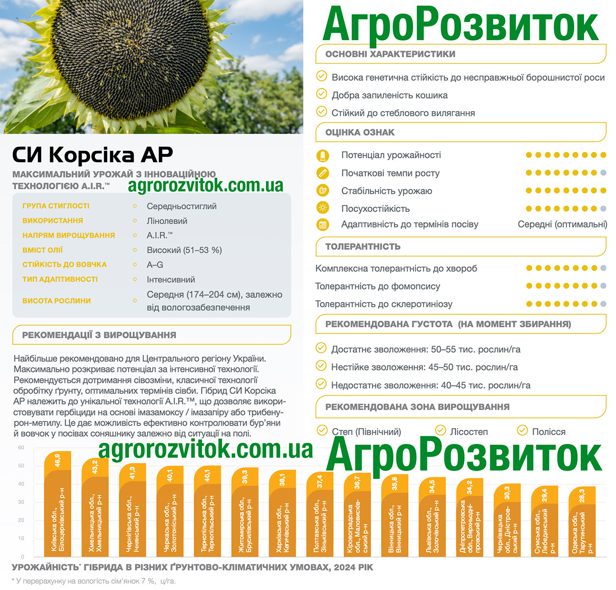 Корсіка соняшник Сингента