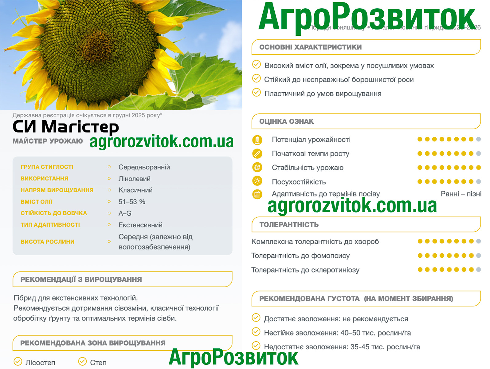 Магістер соняшник Сингента
