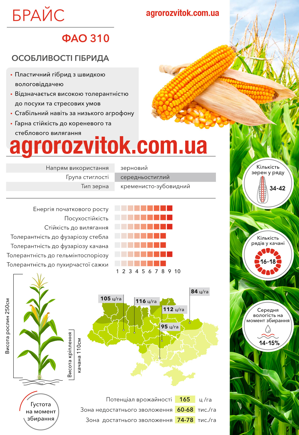 Кукурудза Брайс Арт-Агро Кукурудза Брайс Арт-Агро