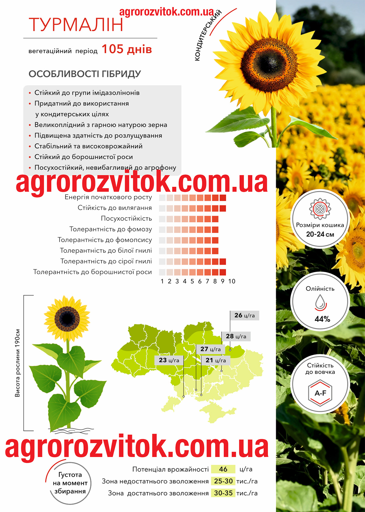 Соняшник Турмалін Арт-Агро