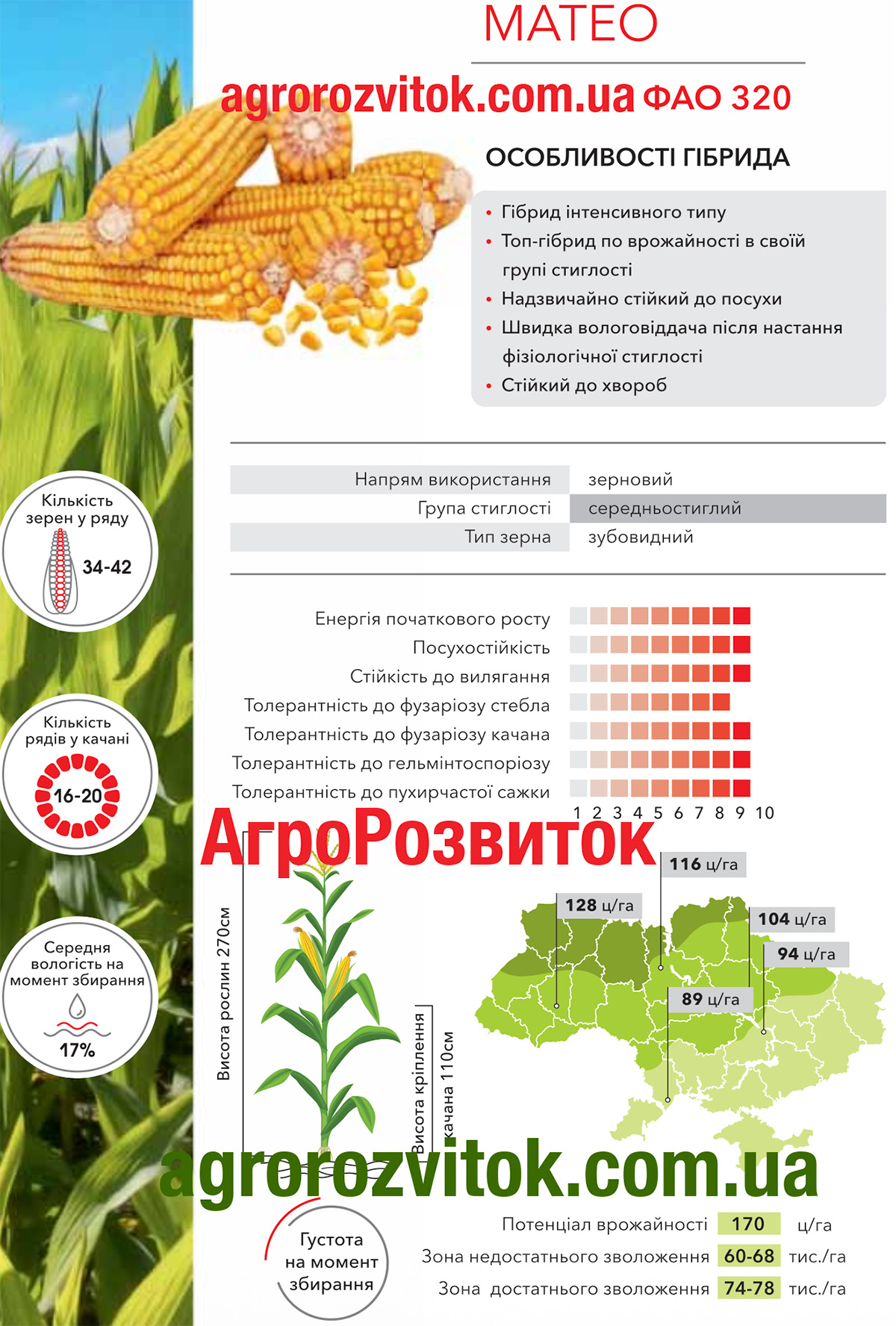 Кукурудза Матео Арт-Агро