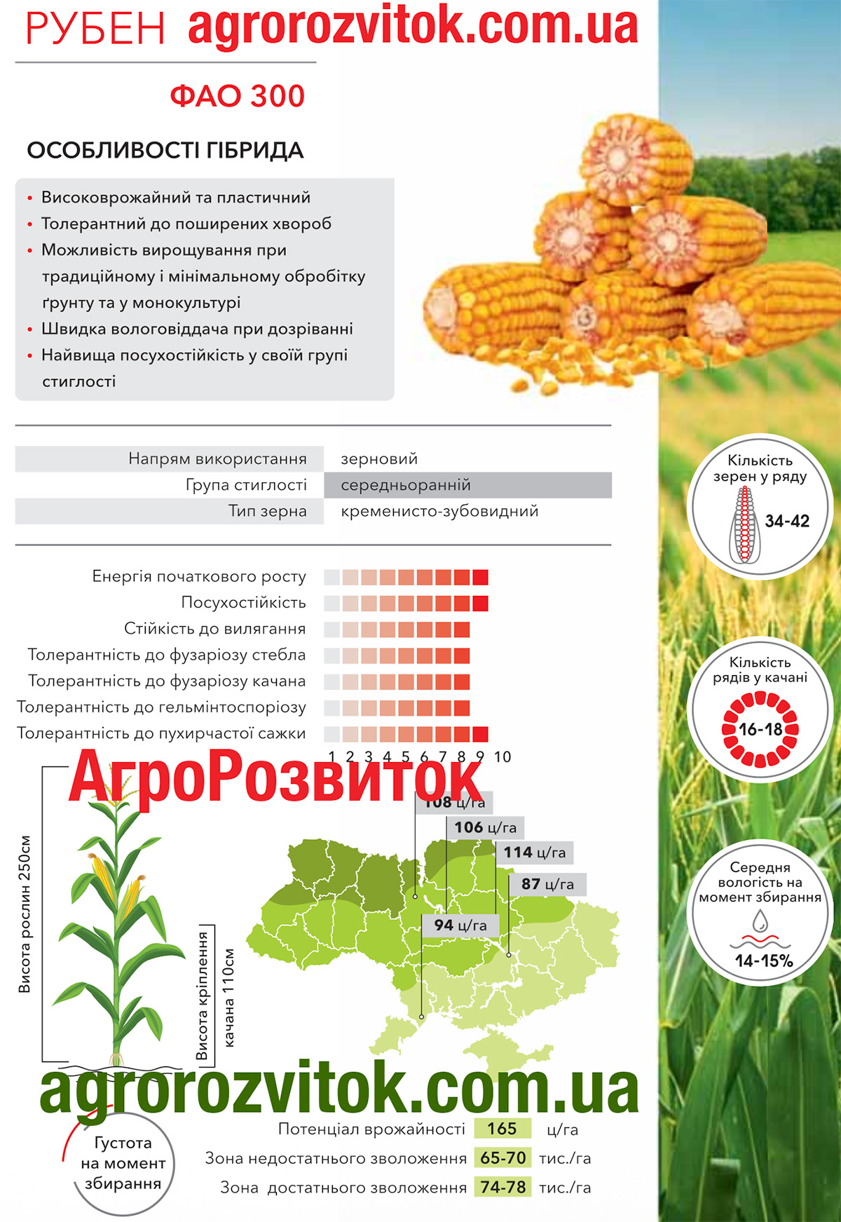 Кукурудза Рубен Арт-Агро