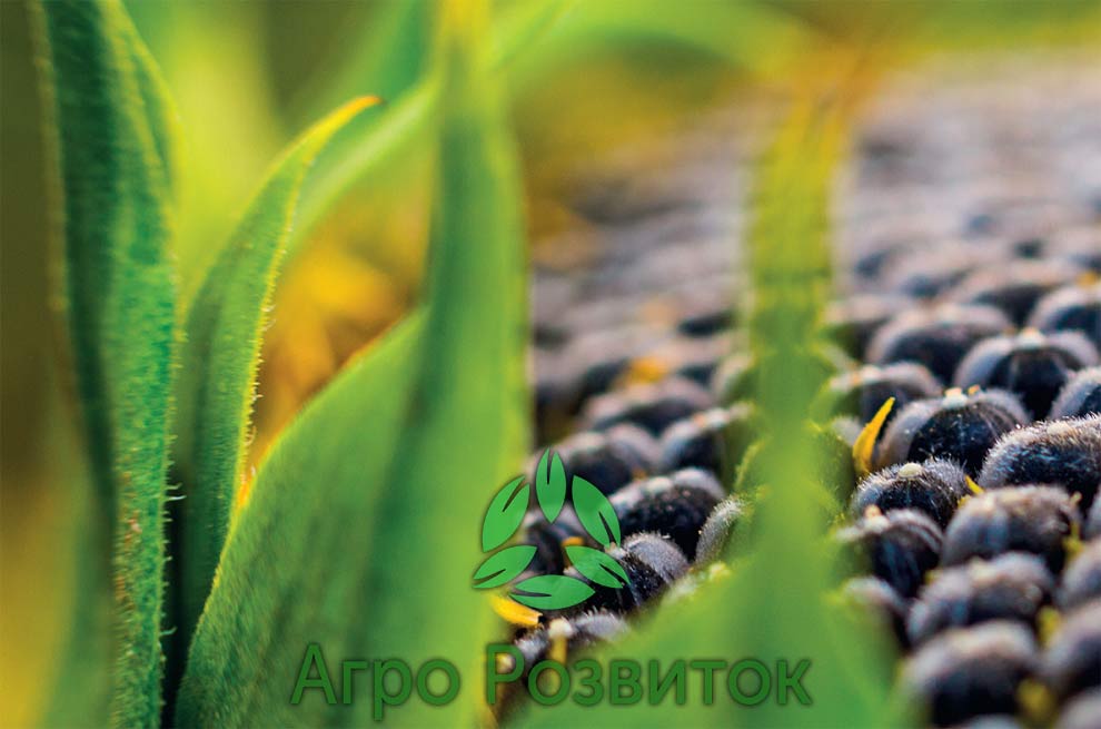Бор для соняшника підвищує олійність