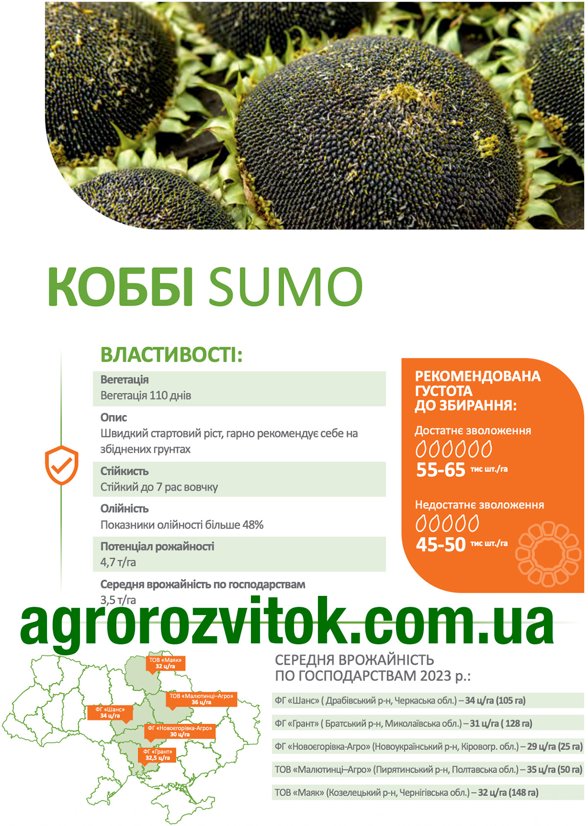 Коббі соняшник